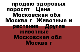 продаю здоровых поросят › Цена ­ 7 000 - Московская обл., Москва г. Животные и растения » Другие животные   . Московская обл.,Москва г.